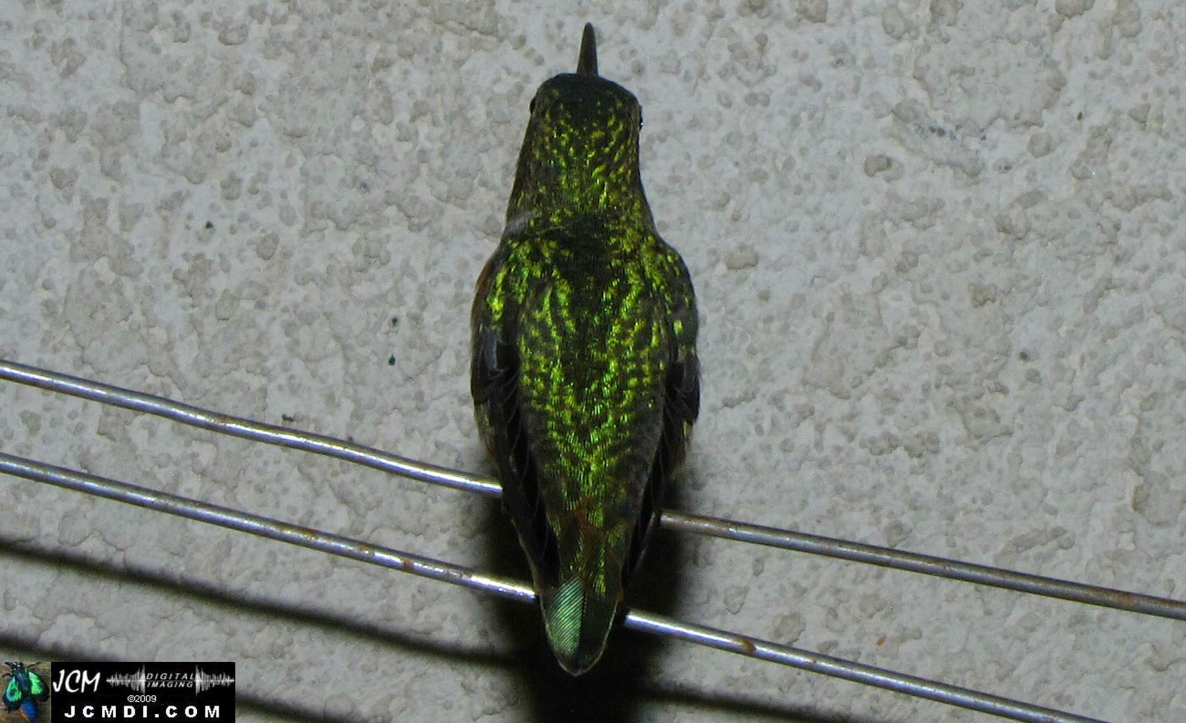Hummingbird photo captured from Robo-Cam Motion Detection at JCMDI.COM